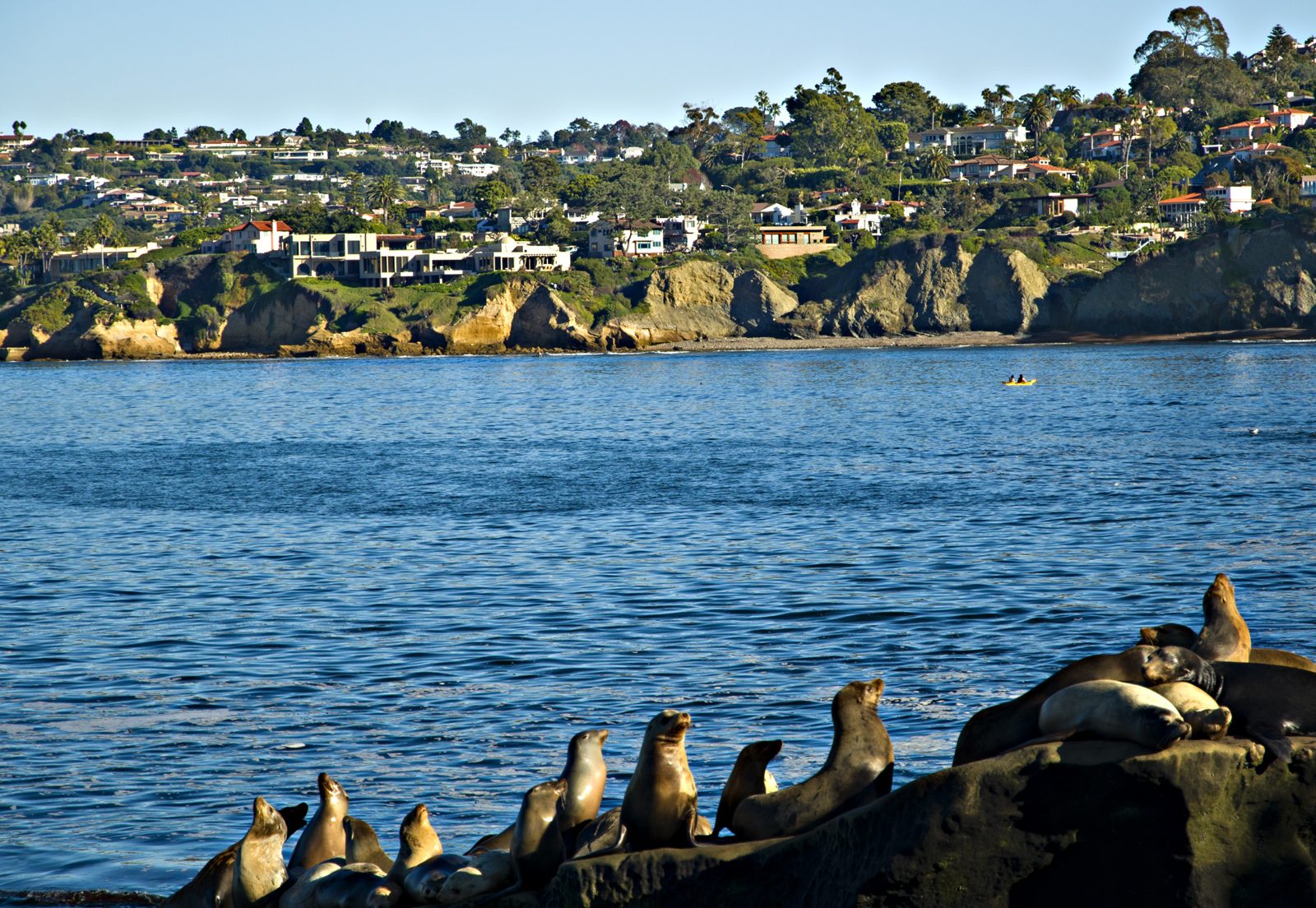 Sea lions on the rocks at La Jolla Cove with La Jolla homes above the coast