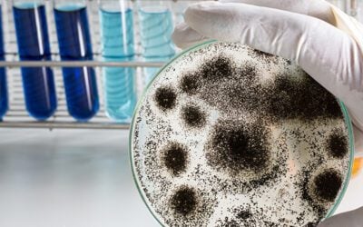 The 5 Best Mold Testing Laborotories In San Diego County, CA